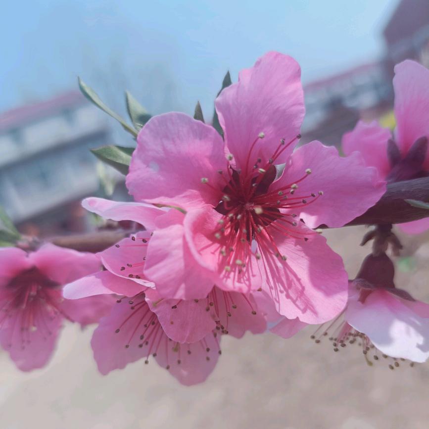 真的