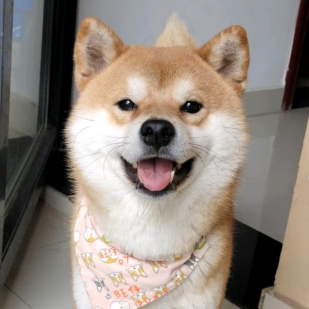 旺仔是真滴狗
