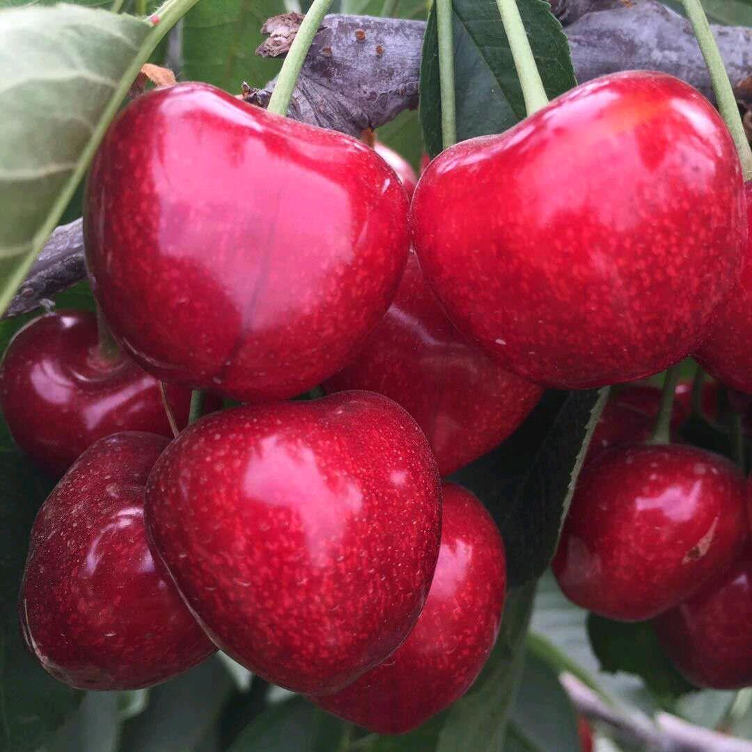 花音谷寻意果树苗木专卖店