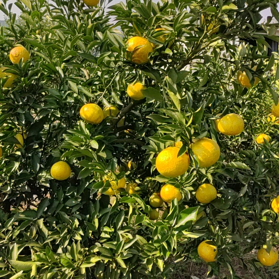 春满园水果