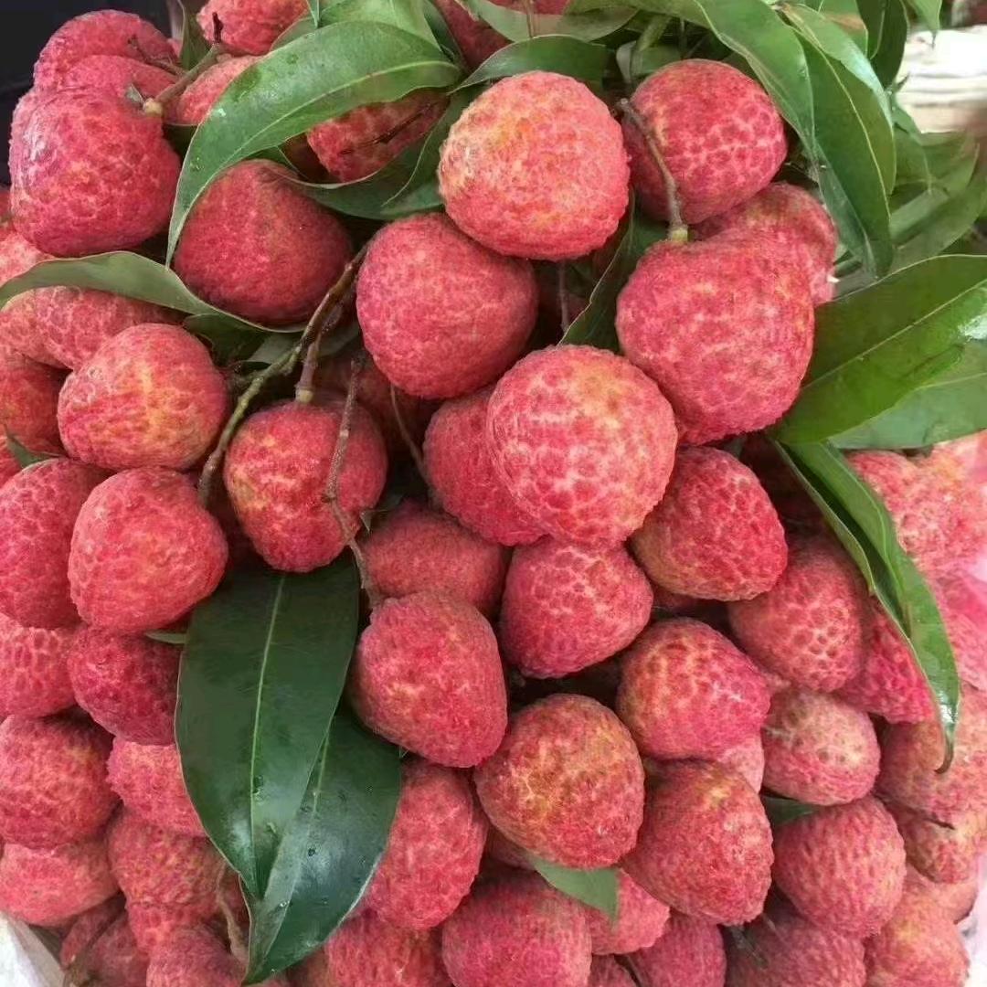 隆发果场(荔枝，龙眼产地)