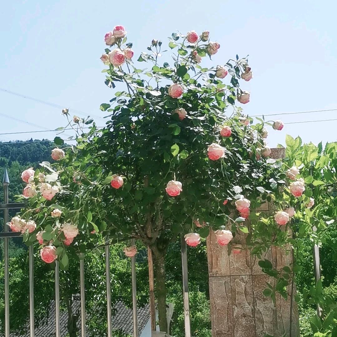星光灿烂