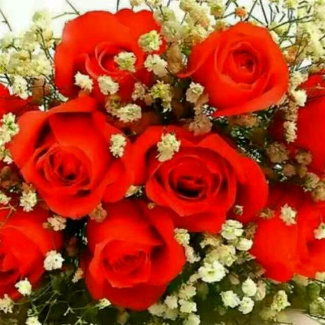 👭🌹👬依然爱你❤️❤️