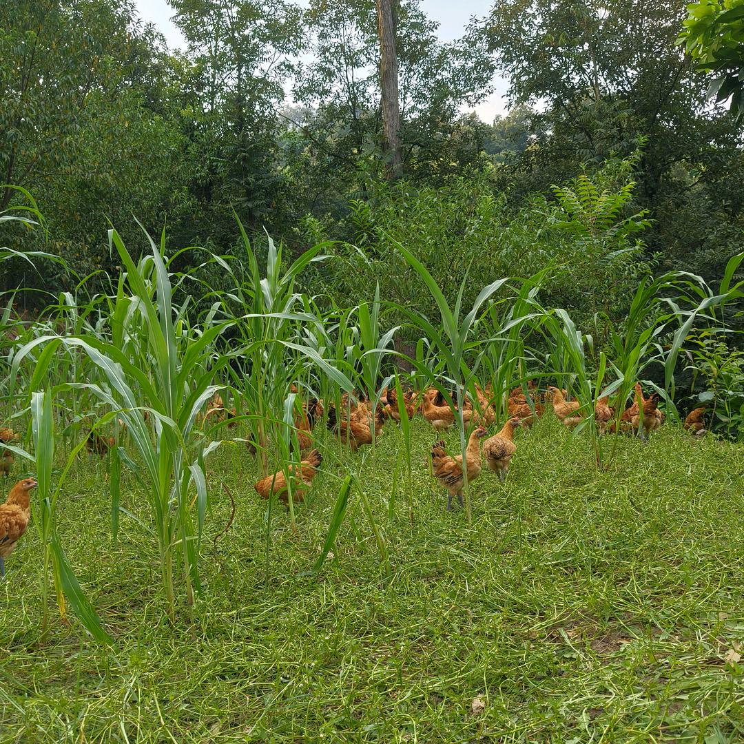 原野土鸡生活馆