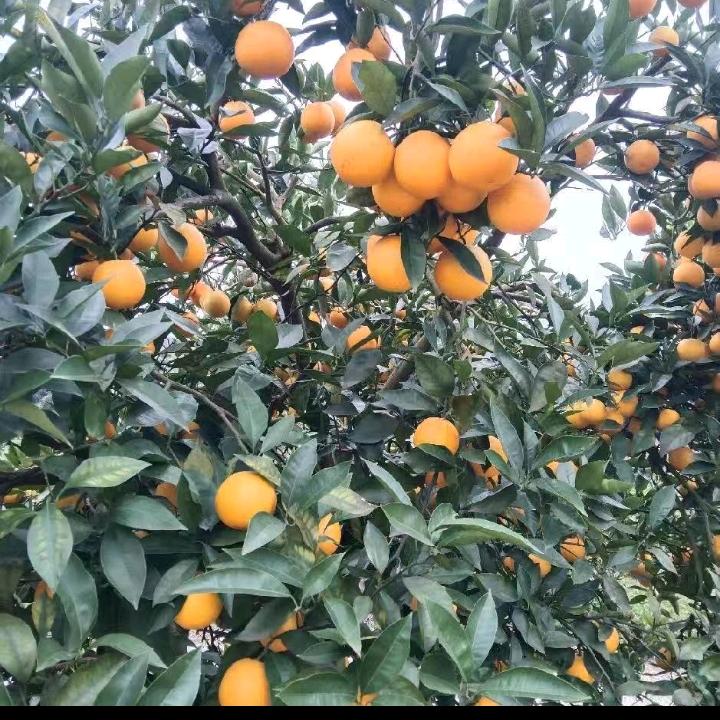 《幸福常在！重庆血橙！》