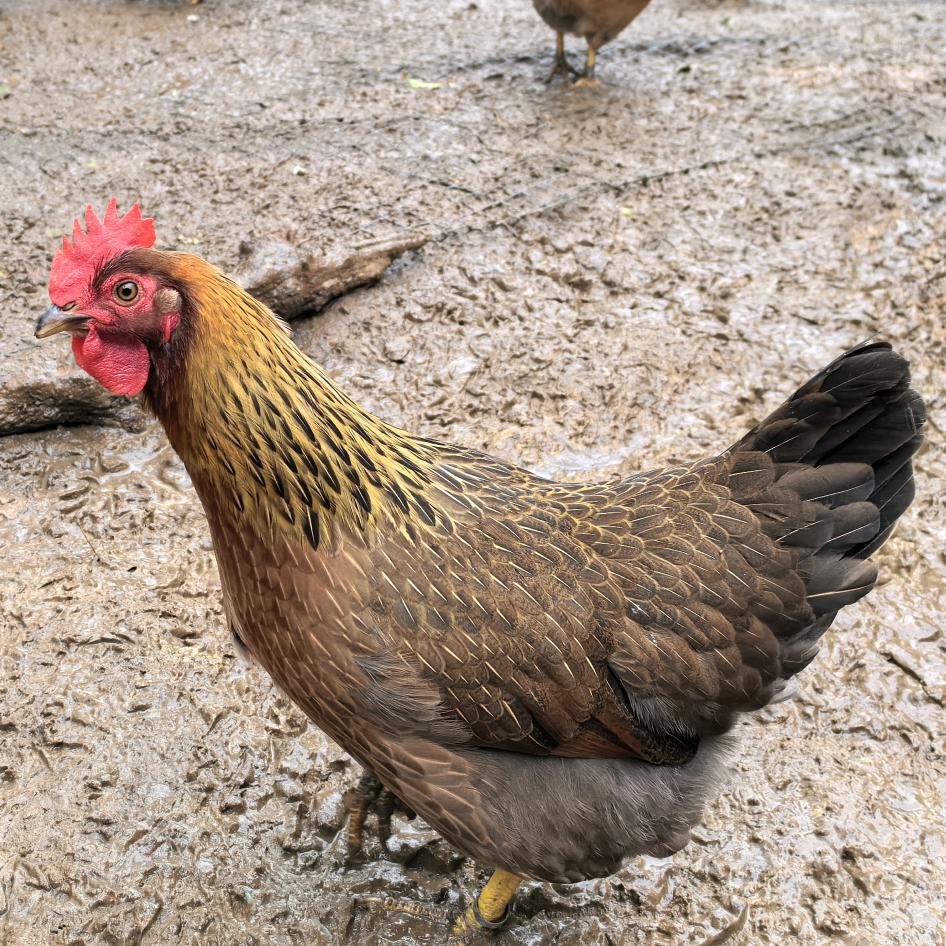 鸡凰李—原种清远鸡产地直供