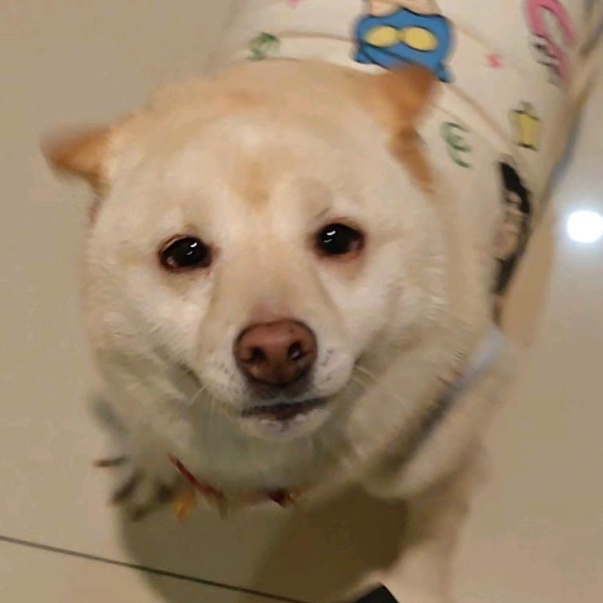 多多多多多多多