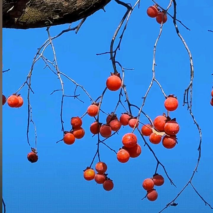 ₅₂₀꯭꯭ཽ꧓꯭○ 静芳草春