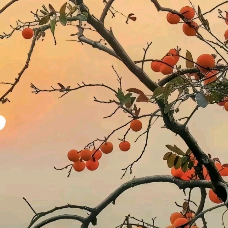 暖阳，