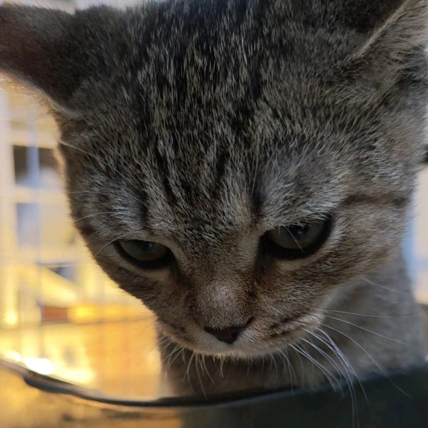 猫猫我天天想越狱