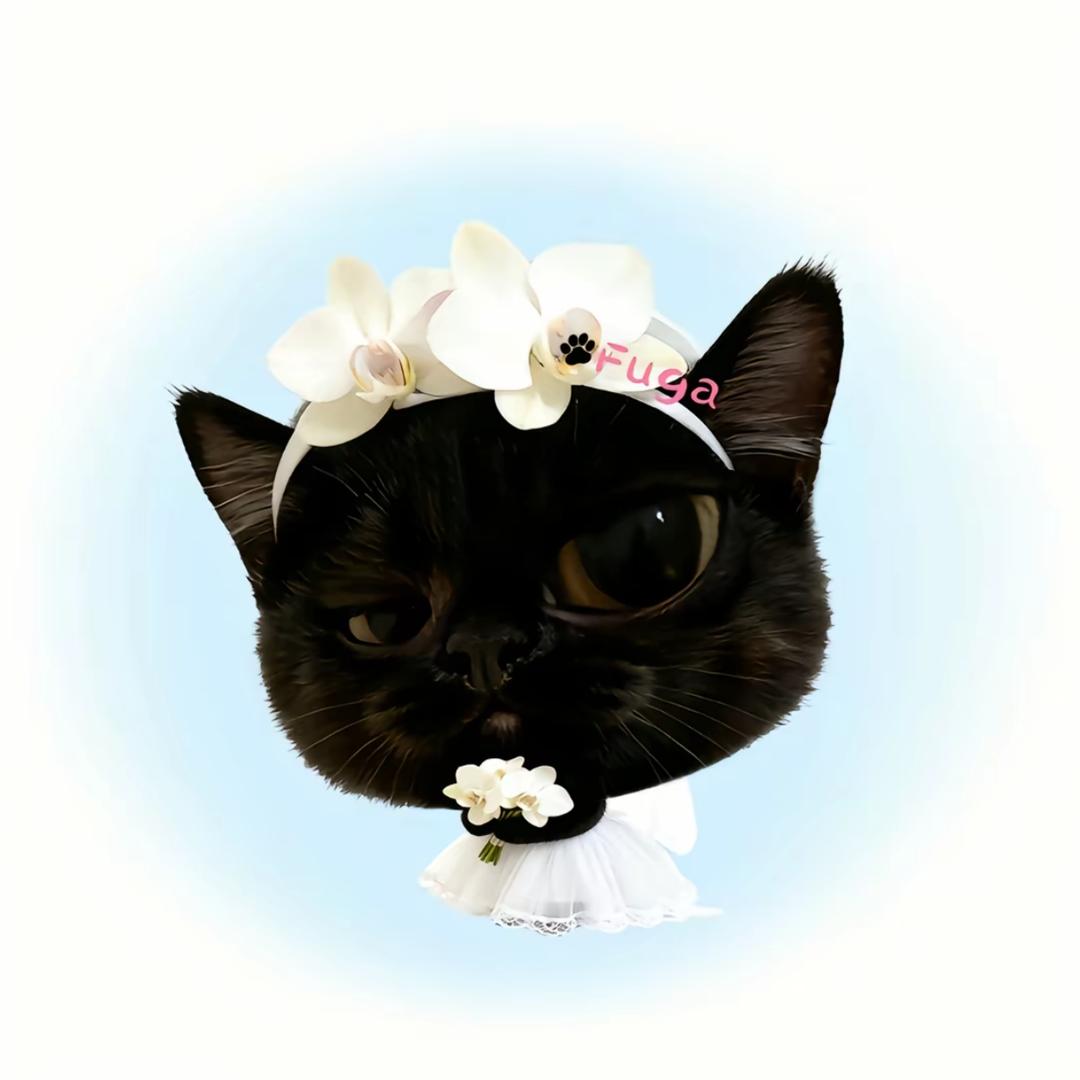 高冷流心荷包蛋