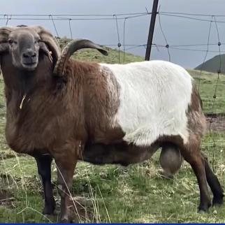青海育肥羊马占军