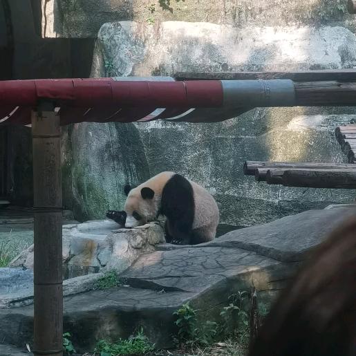 嘉能可