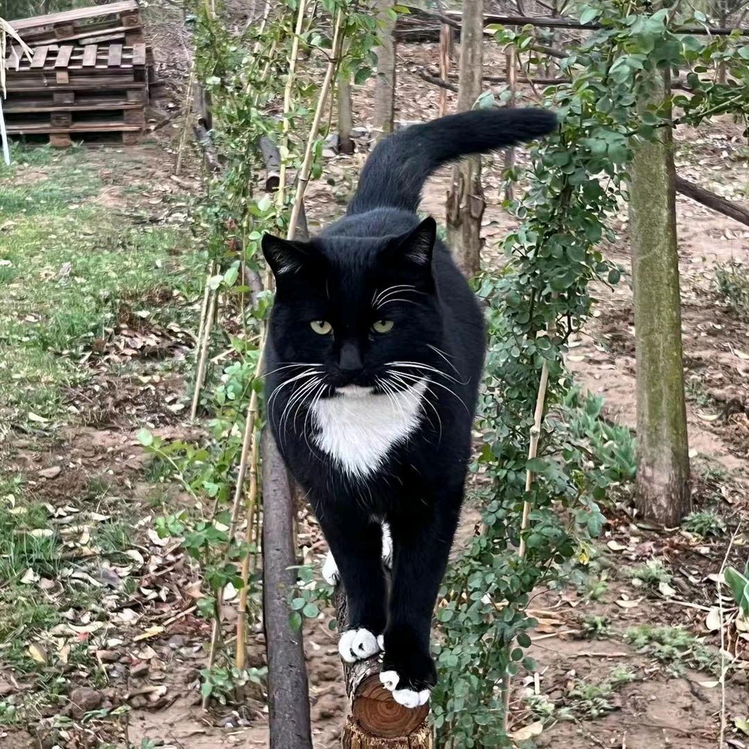 黑猫警长