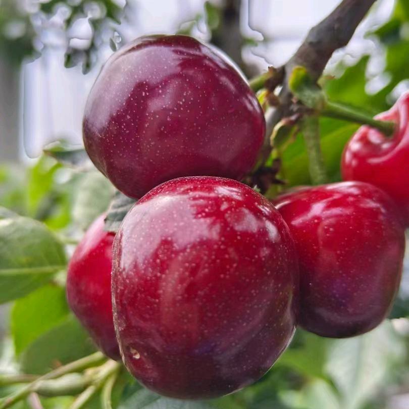 🍒樱有尽有🍒