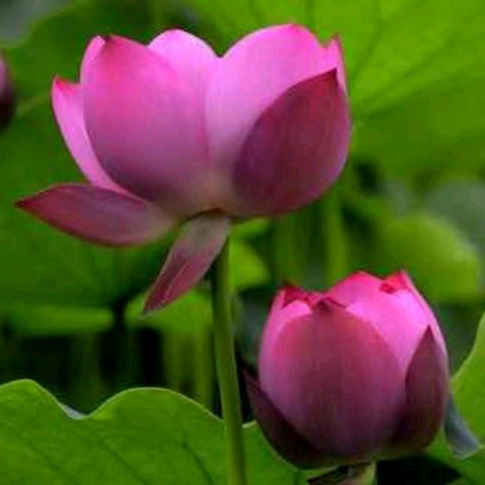 莲花