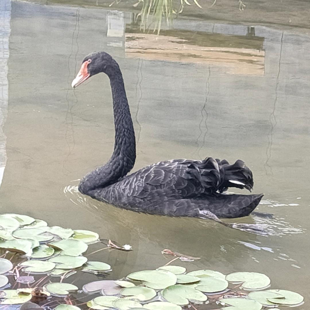 海棠树下的风