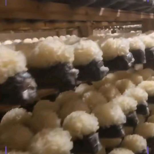 菌菇💝之家十石全石美💘