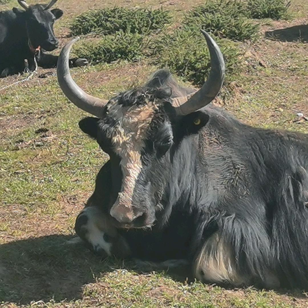 “坦克”成长记