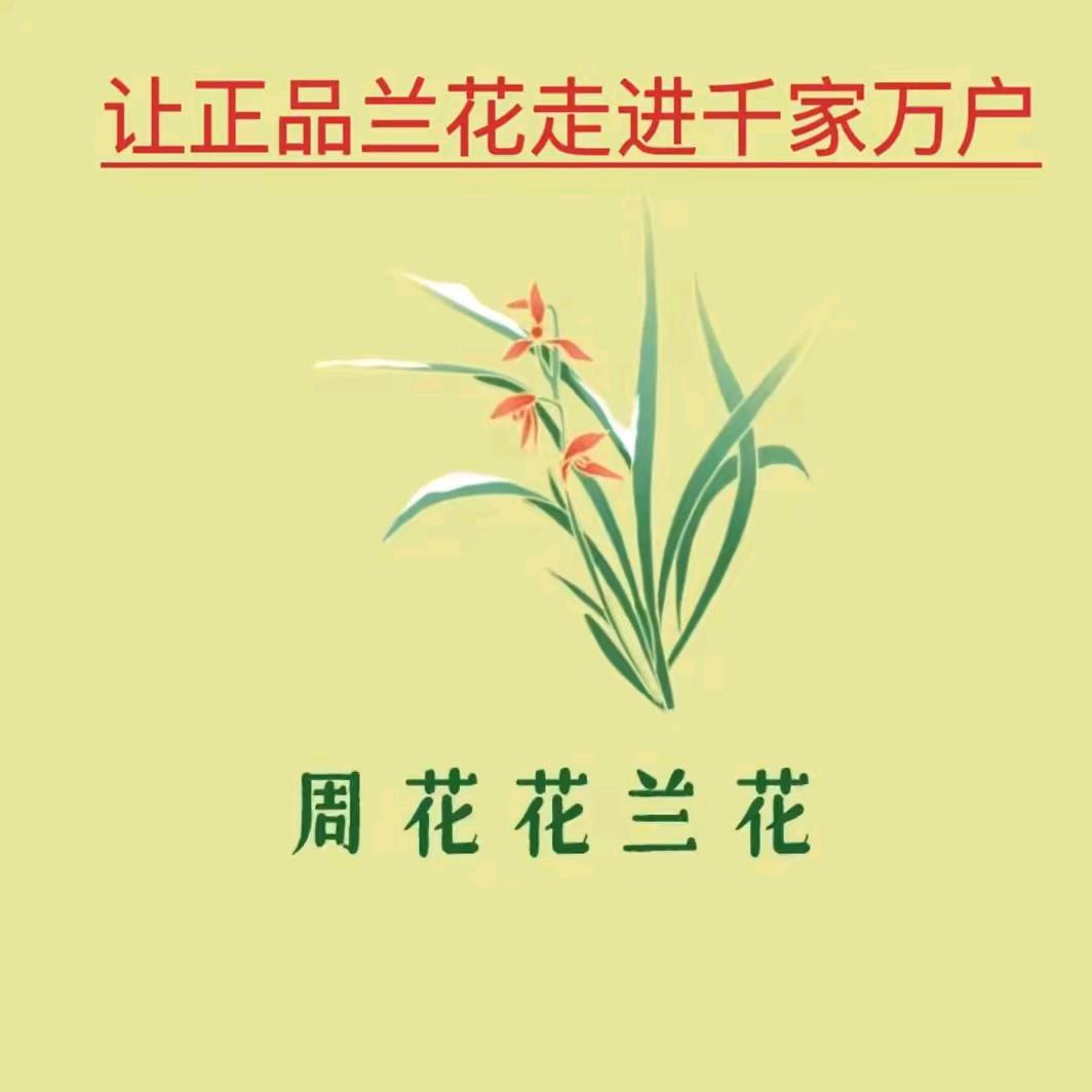 周花花正品兰花