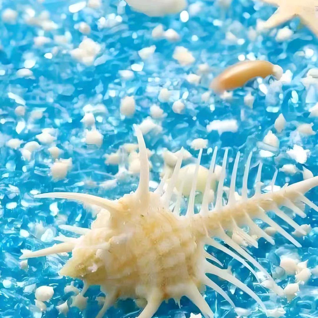 鲟宝宝DIY海螺贝贝