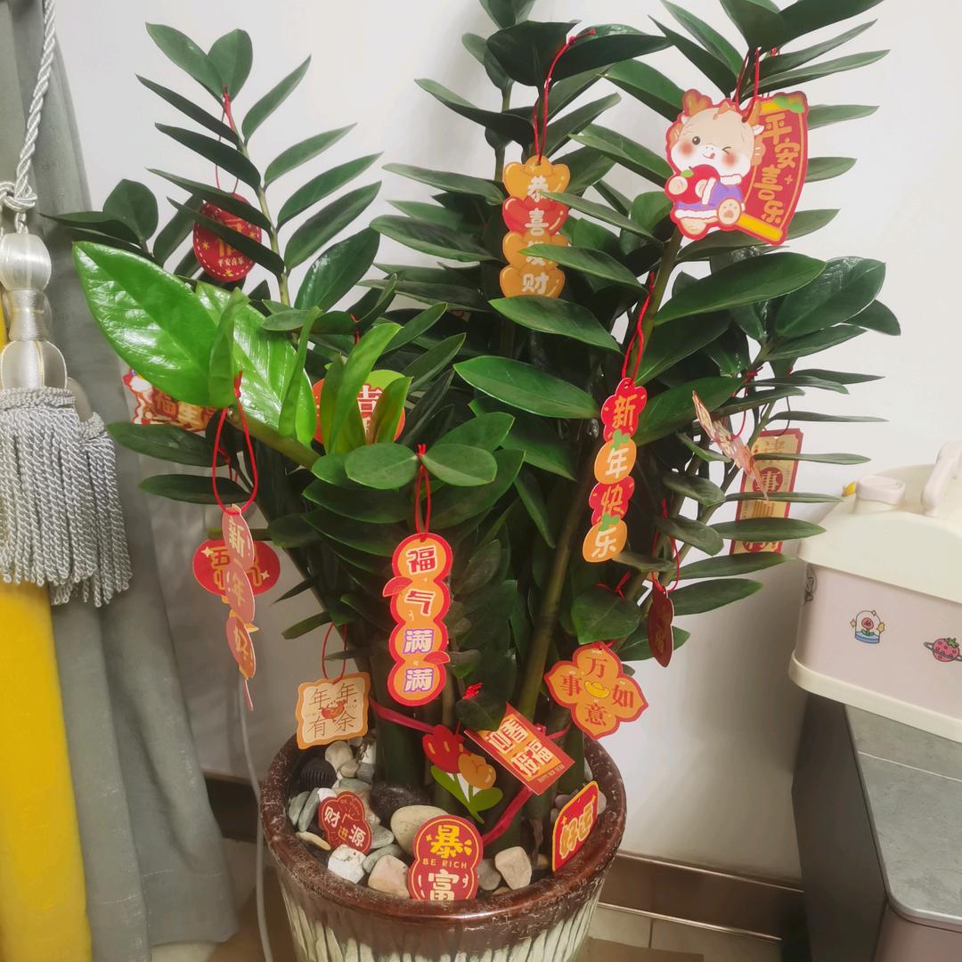 老板的心在滴血