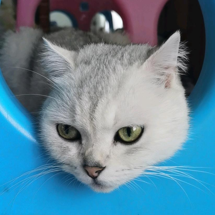 一只小猫