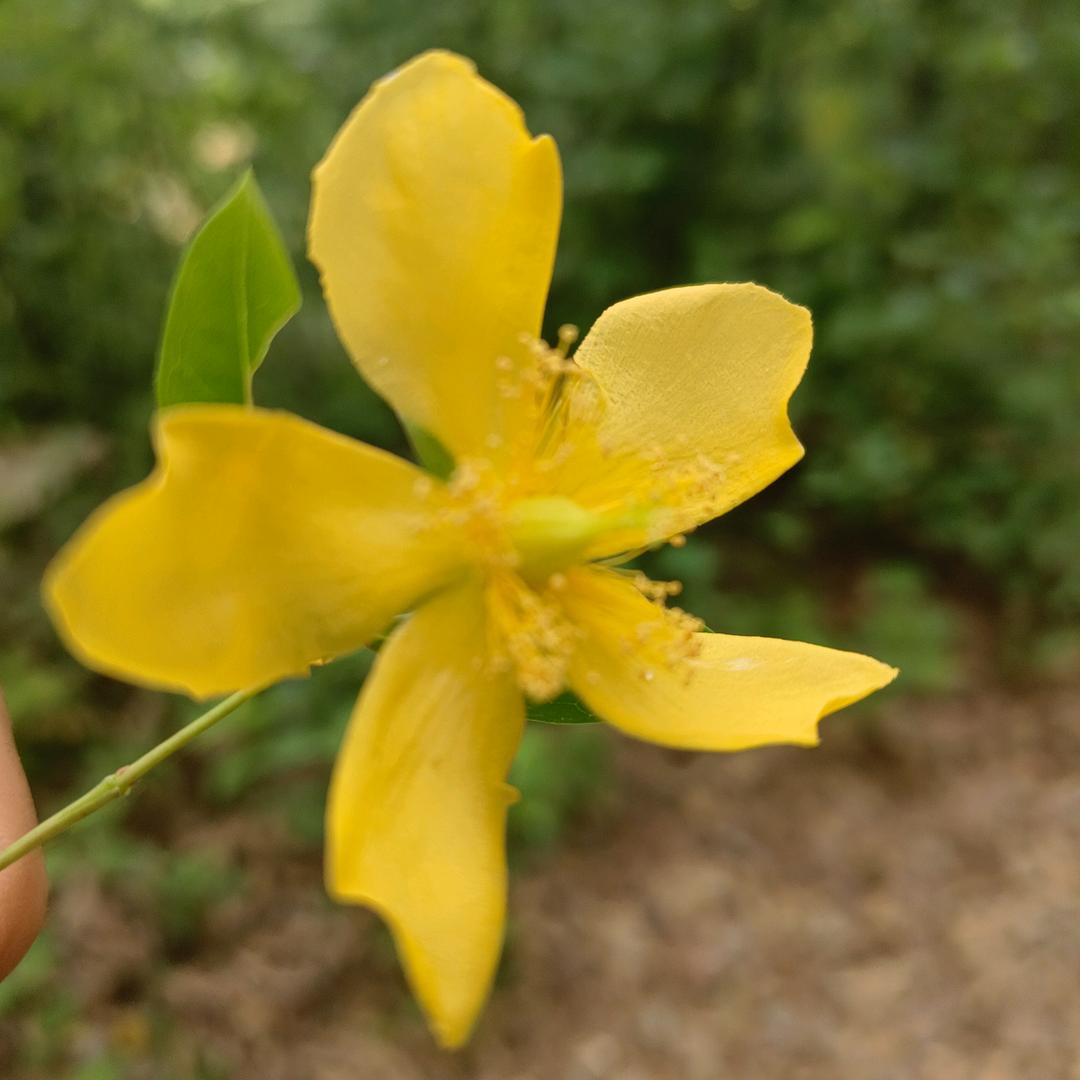 布依🌹🌹周梅梅