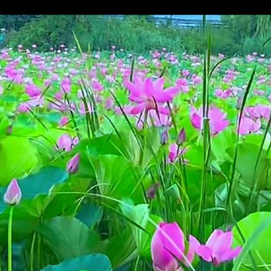 花开蝶自来