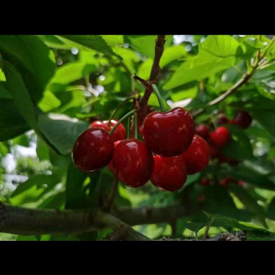果香樱桃园