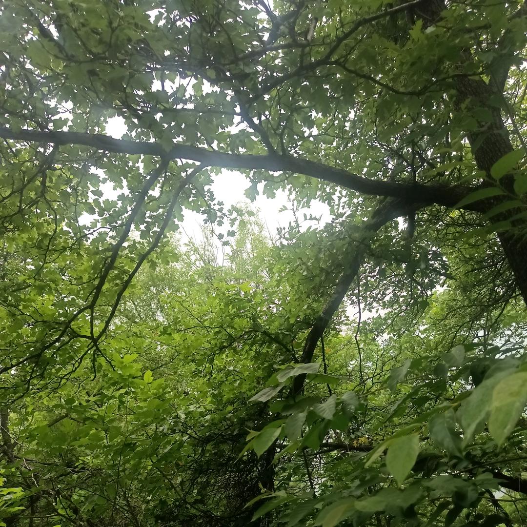 月 月吖