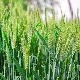 澎屿石磨面粉（优质冬小麦）