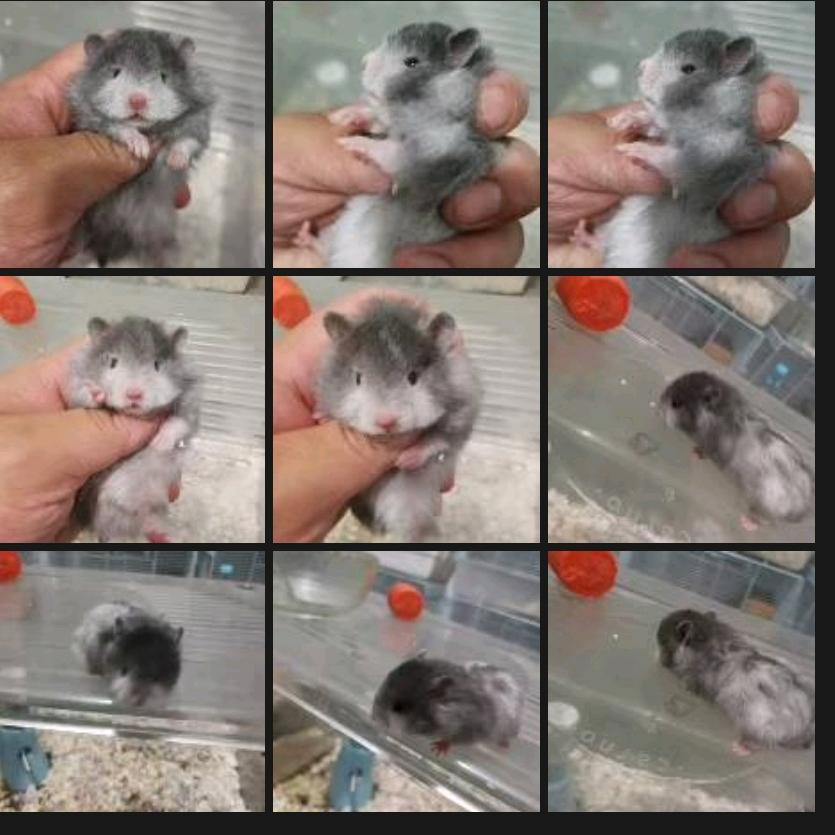 七诚熊舍（夏邑县金丝熊）