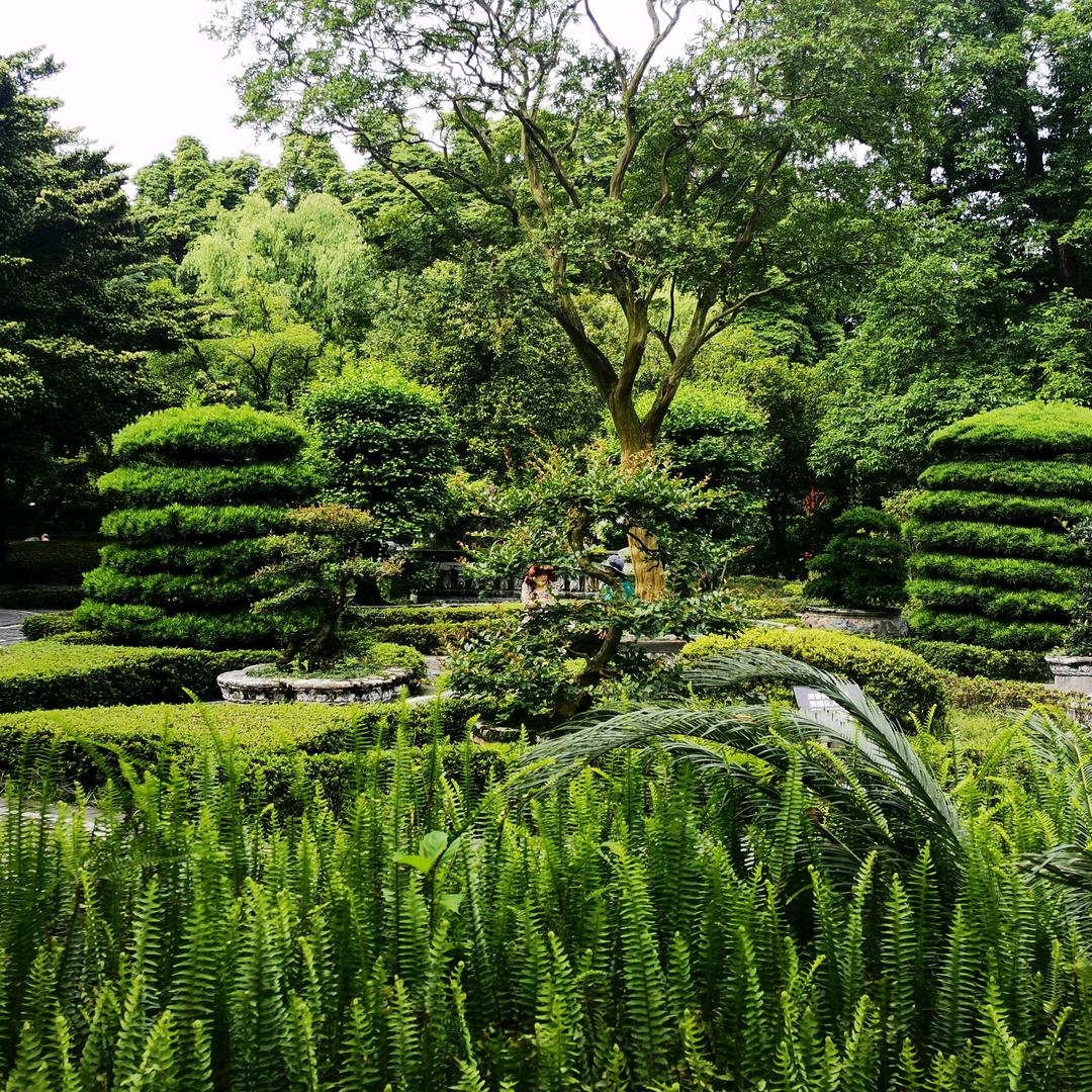 自然元素君子兰/盆景