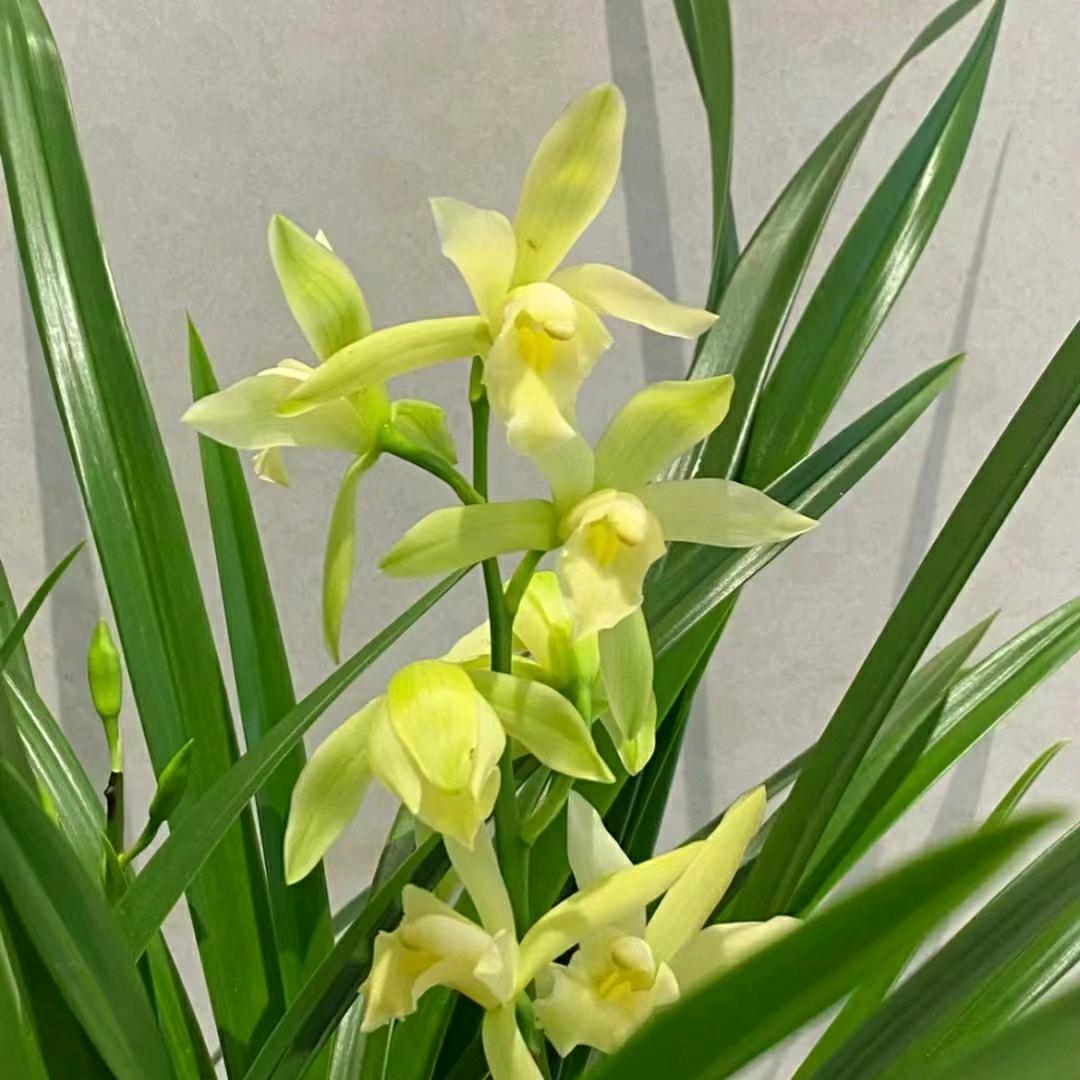 栀子花开香辣面皮