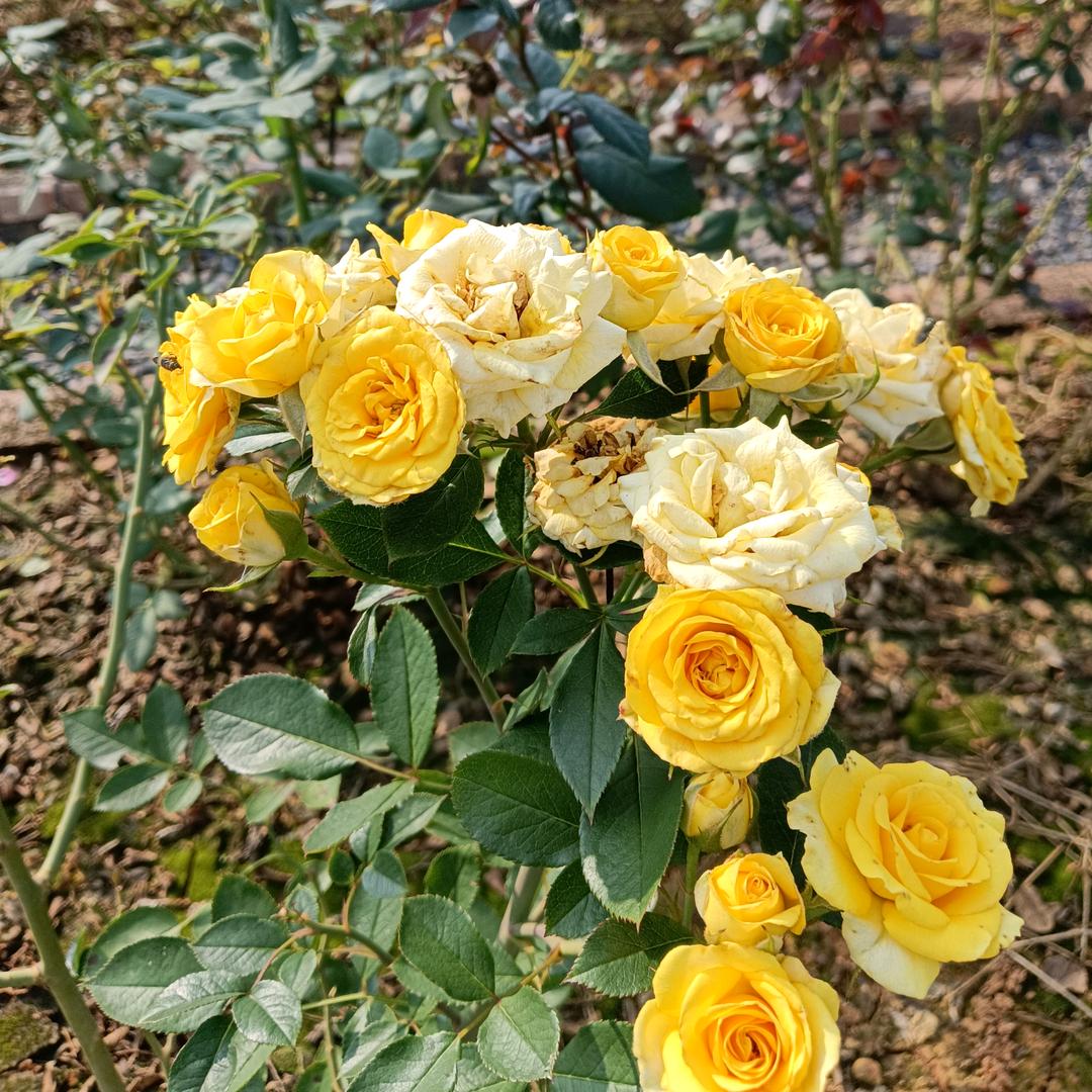 奶茶只喝三分糖