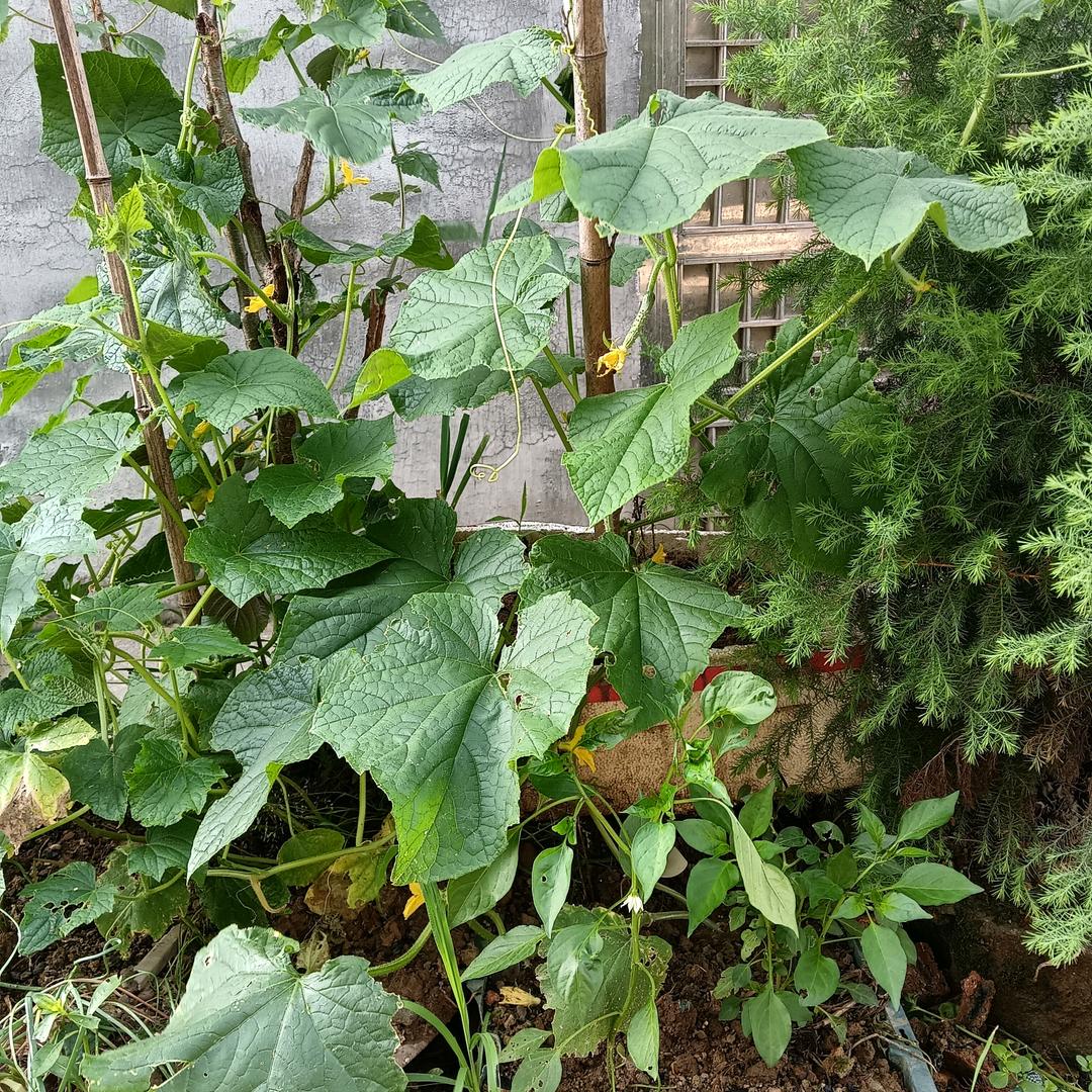 爱以欠费多天