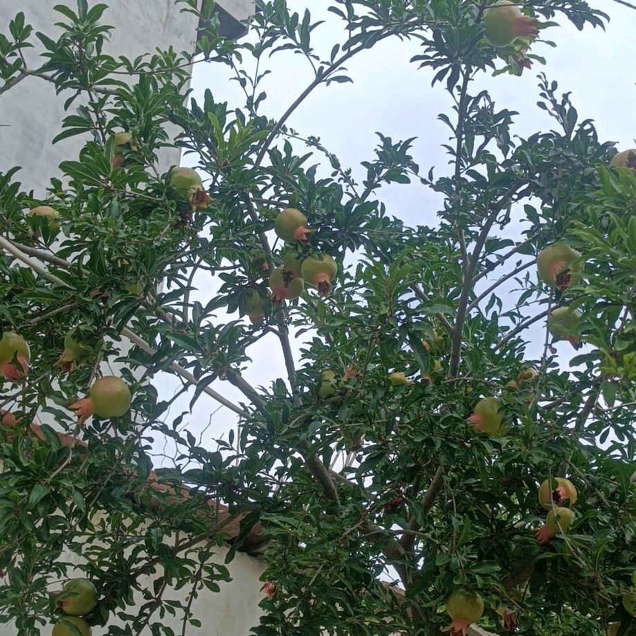 合家欢乐