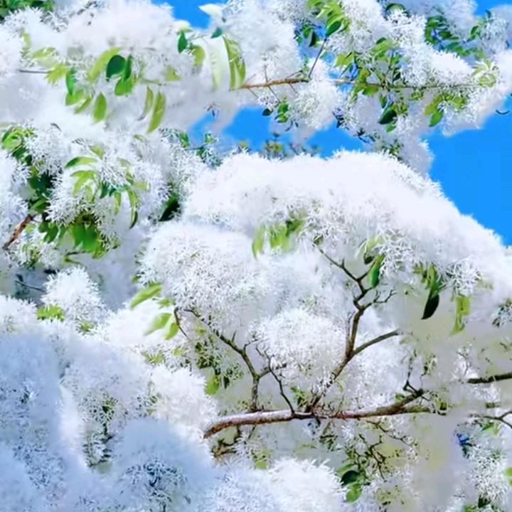 🦋ꦿ໊余生᭄🕊随心᭄