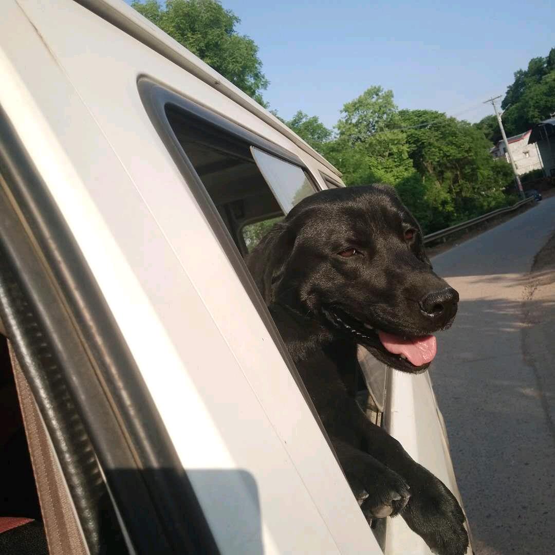 🐅王者之心🐅