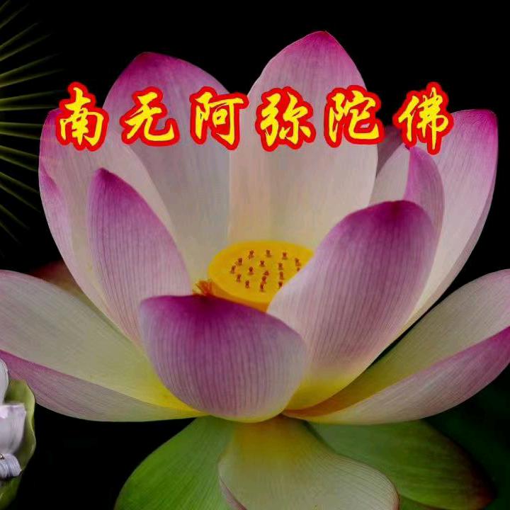 佛伴我心