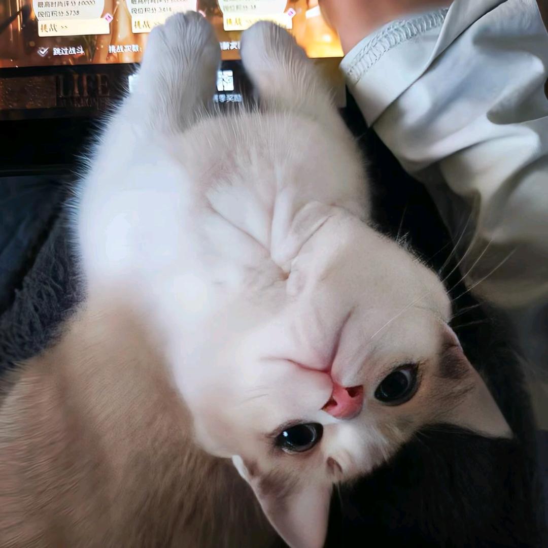 呆