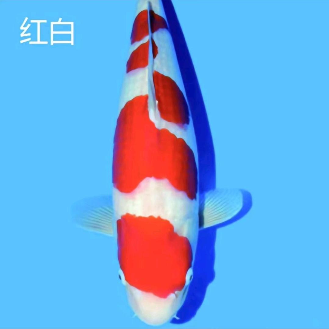 新蔡县鸿泰锦鲤