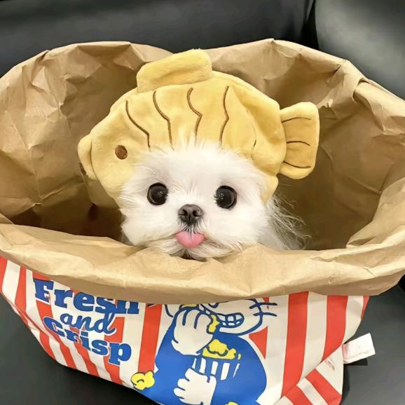 耶耶耶