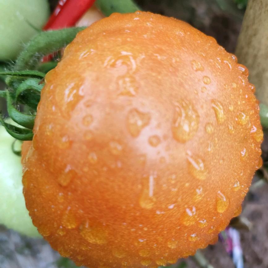 风中有朵雨做的云