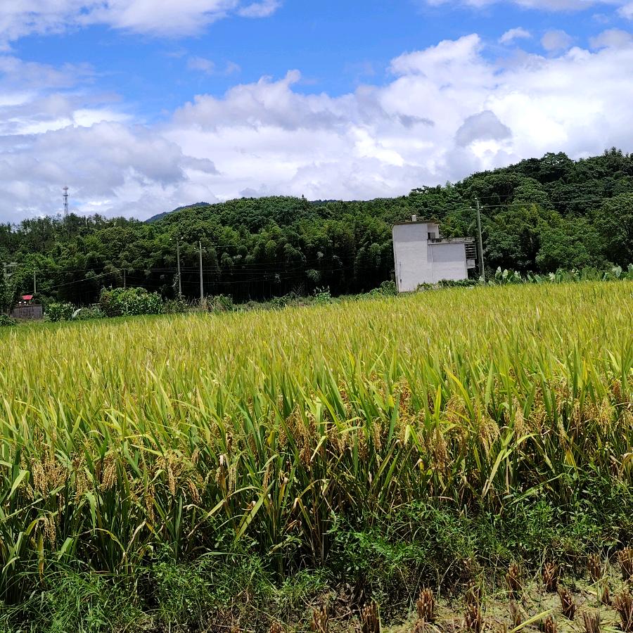 橙乡  信丰🌾