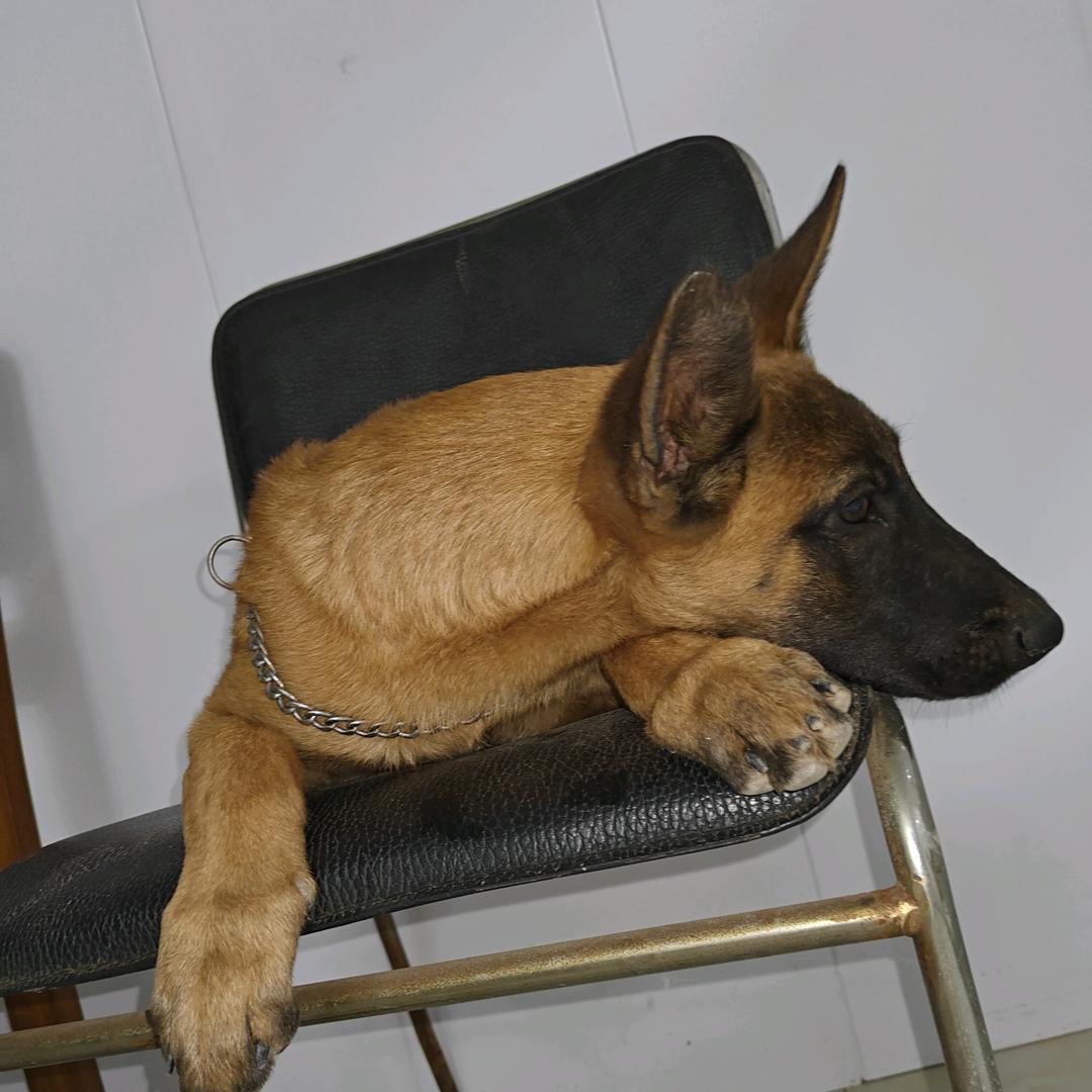 马犬和德牧（2024.6.26出生）