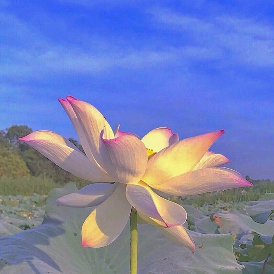 草木灰