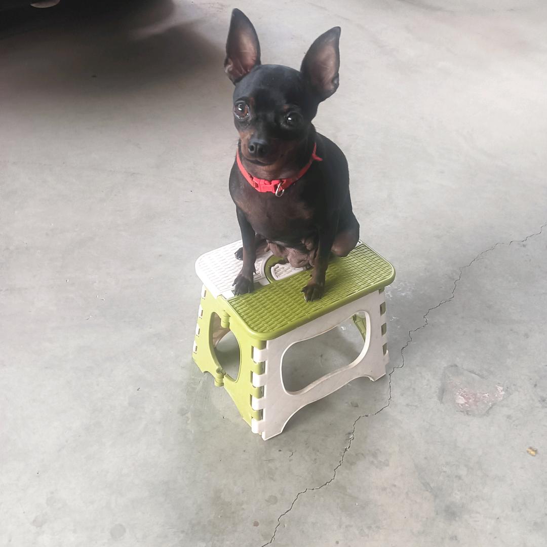 强哥精品小鹿犬