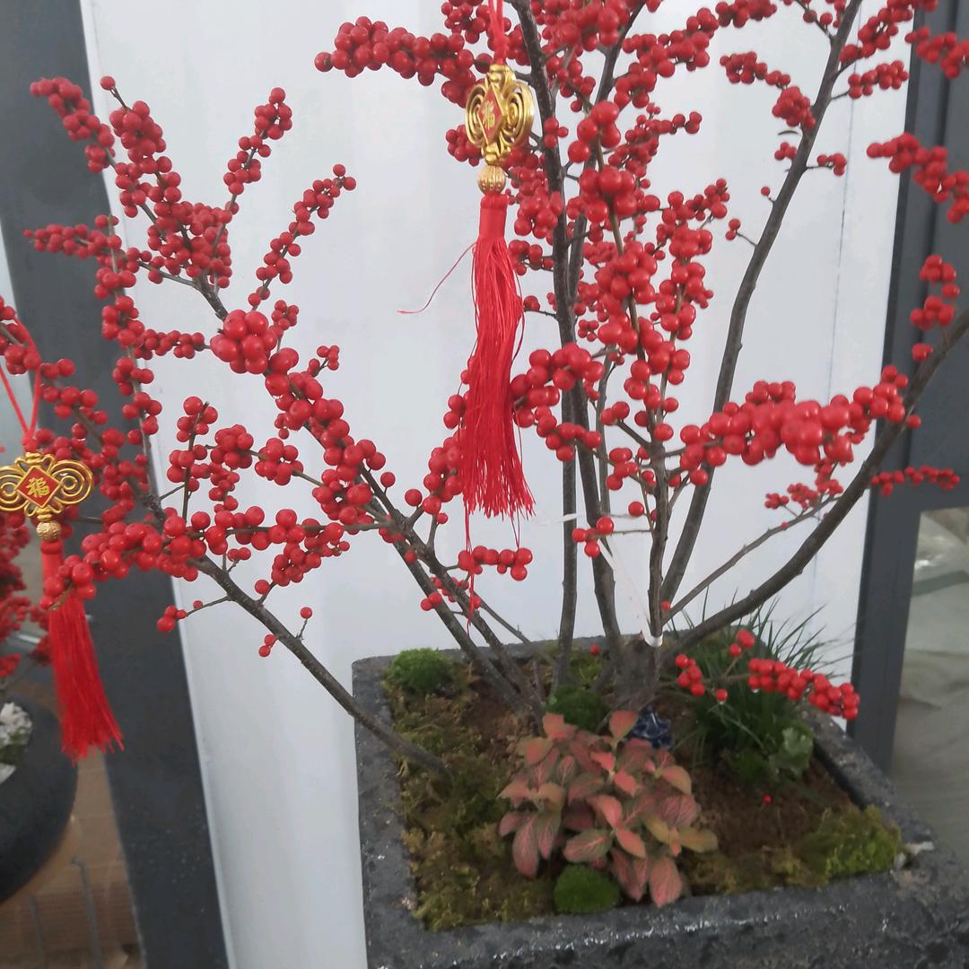 玫瑰🌹🌹